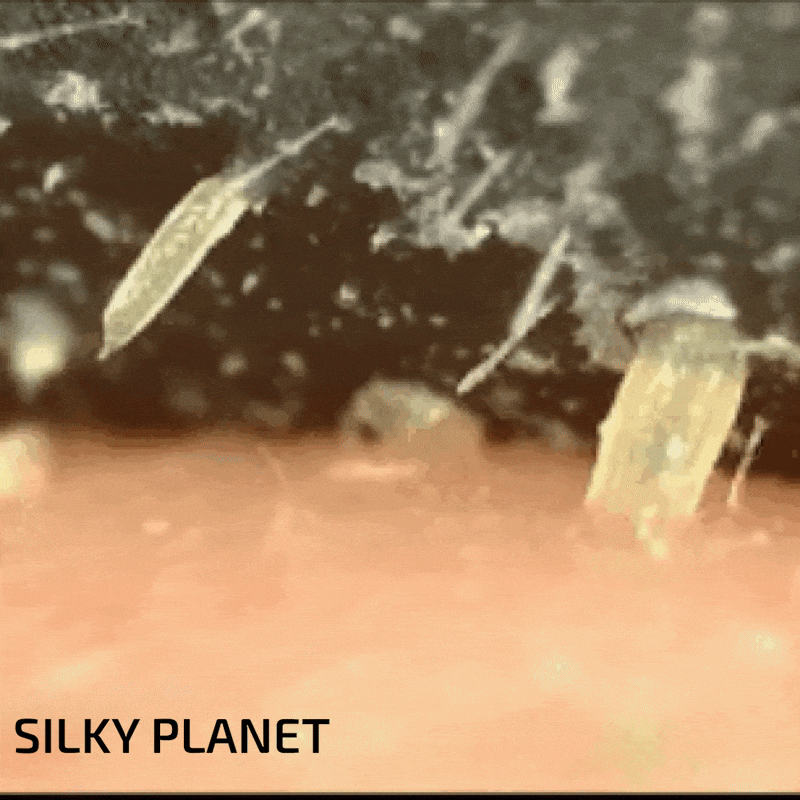 PoreClean Nose Strips